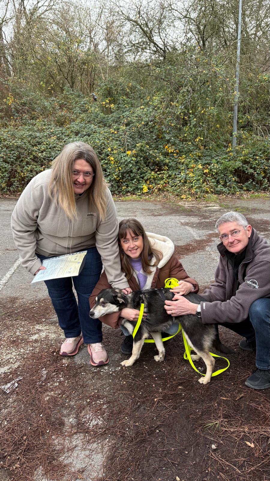 Chiens à adopter